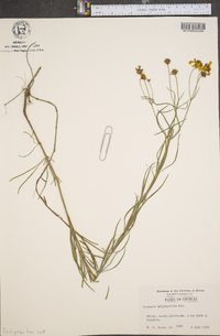 Coreopsis delphiniifolia image