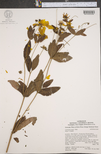 Coreopsis major image