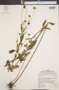 Coreopsis pubescens image