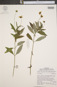 Coreopsis pubescens image