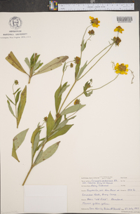 Coreopsis pubescens image