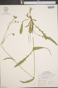 Crepis capillaris image