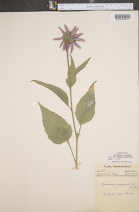 Echinacea purpurea image