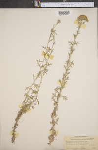 Eriophyllum confertiflorum image