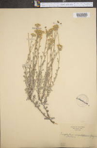 Eriophyllum confertiflorum image