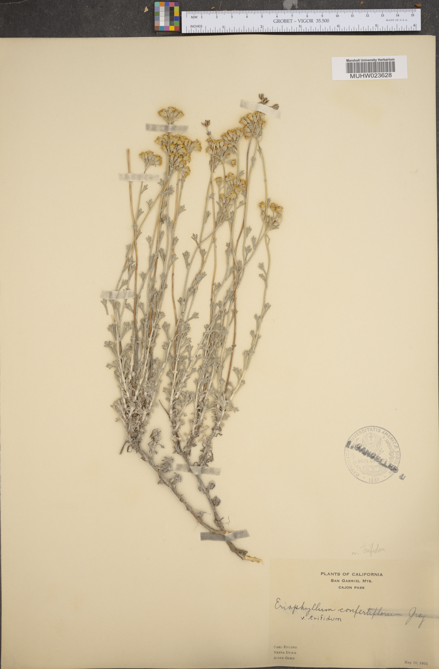 Eriophyllum confertiflorum var. trifidum image