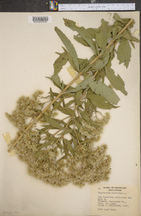 Eupatorium altissimum image