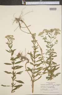 Eupatorium cuneifolium image