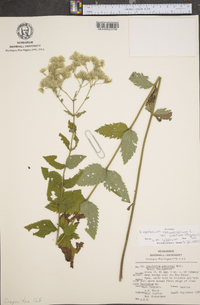 Eupatorium rotundifolium var. ovatum image