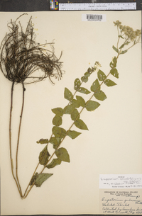 Eupatorium rotundifolium var. ovatum image