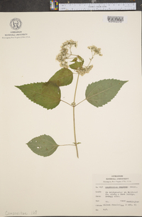 Ageratina altissima var. altissima image