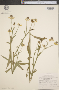 Helenium flexuosum image