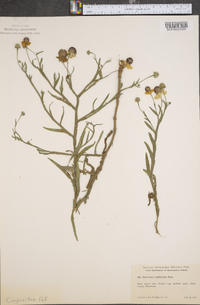 Helenium flexuosum image