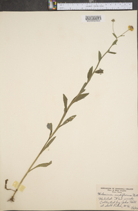 Helenium flexuosum image