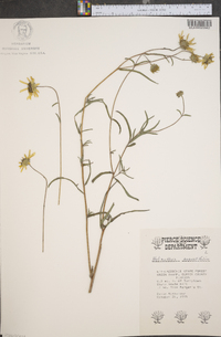 Helianthus angustifolius image