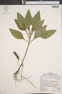 Helianthus occidentalis var. dowellianus image