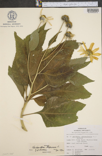 Helianthus tuberosus image