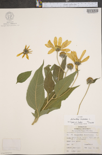 Helianthus tuberosus image