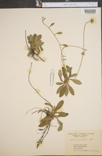 Hieracium pilosella image