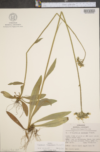 Hieracium caespitosum image