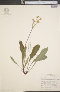 Krigia biflora image