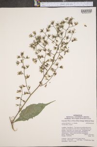 Lactuca floridana image