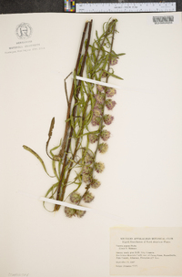 Liatris aspera image