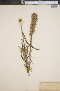 Liatris elegans image