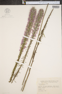 Liatris elegans image