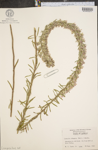 Liatris elegans image