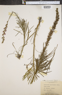 Liatris microcephala image