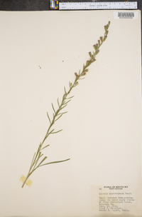 Liatris microcephala image