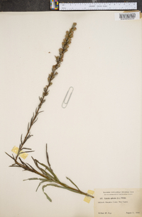 Liatris spicata image