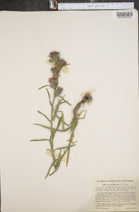 Liatris squarrosa image