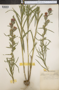 Liatris squarrosa image