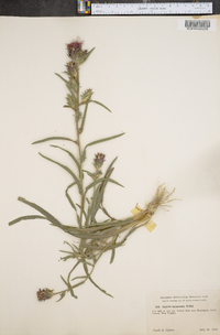 Liatris squarrosa image