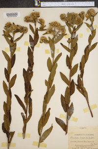 Pluchea foetida image