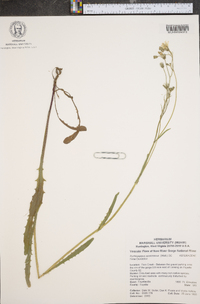 Pyrrhopappus grandiflorus image