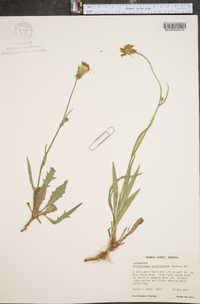 Pyrrhopappus grandiflorus image