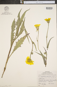 Pyrrhopappus grandiflorus image