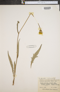 Pyrrhopappus grandiflorus image