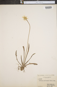 Pyrrhopappus grandiflorus image