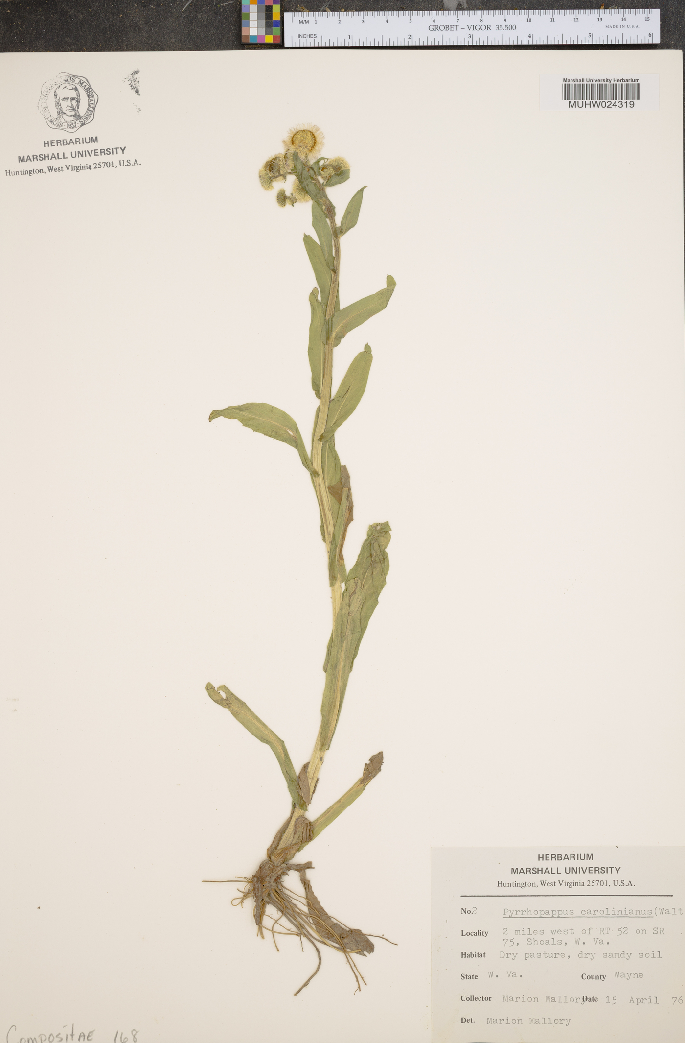 Pyrrhopappus grandiflorus image