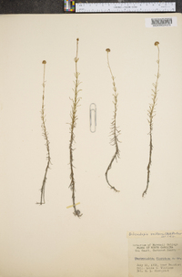 Sclerolepis uniflora image