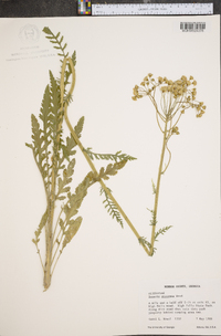 Senecio anonymus image