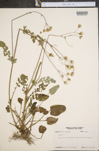 Senecio flaccidus image