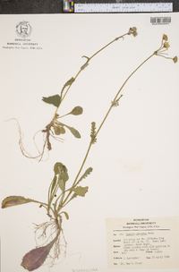 Packera obovata image