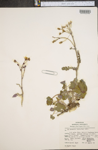 Packera obovata image