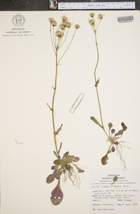 Packera obovata image