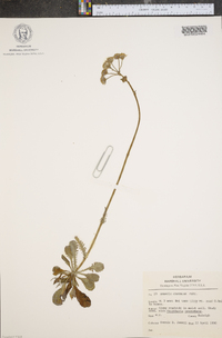 Packera obovata image